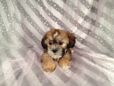 Private Breeder- Lhasa Bichon Puppies for sale- shipping 150